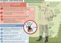 Как правильно оказать первую помощь при укусе клеща