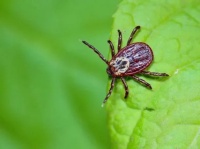 Сезон клещей стартовал. В районе уже зафиксированы первые укусы этих насекомых